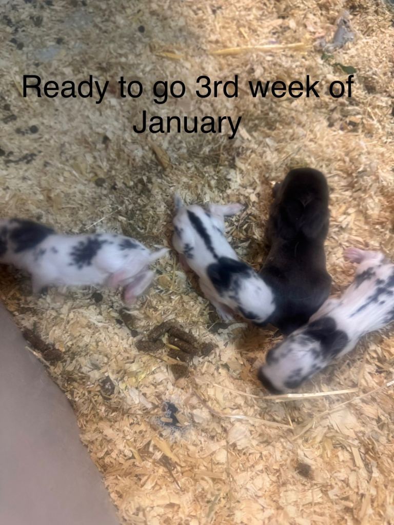 Dwarf baby lop ear bunnies for sale- 