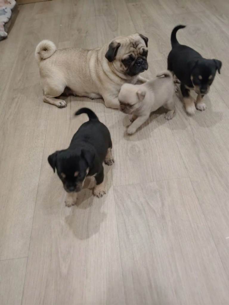 Jug puppies 