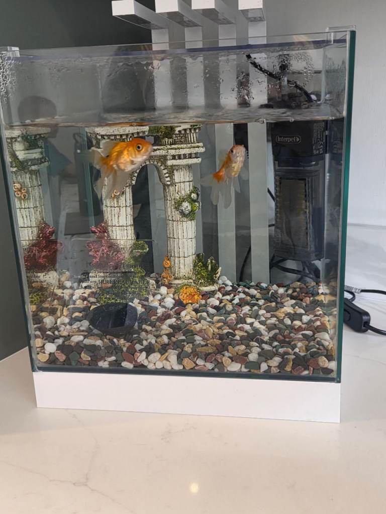 Two goldfish and one small fish in a small tank