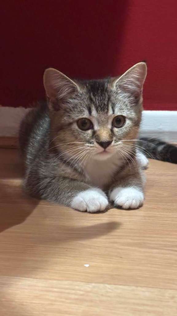 British shorthair mix domestic