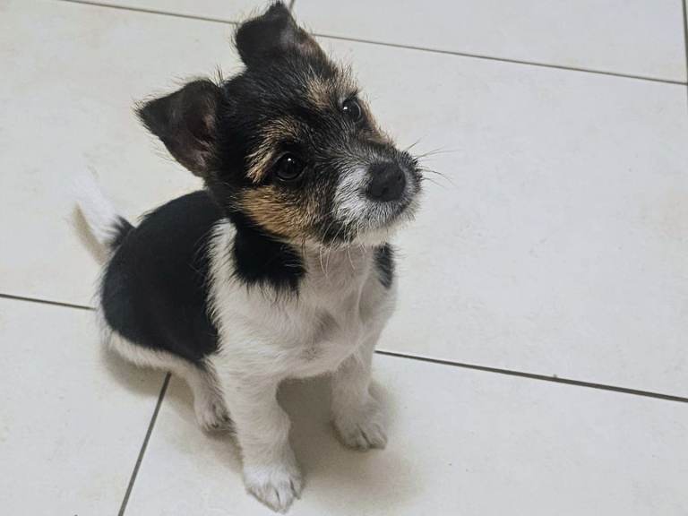Jack Russell Puppy needs rehome