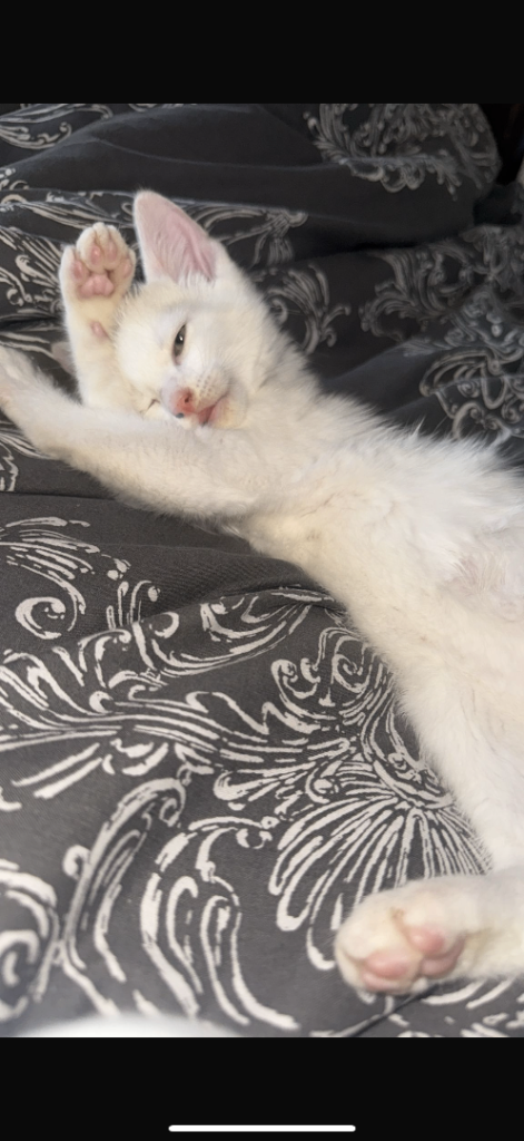 Turkish Angora kitten  *VERY CUTE*