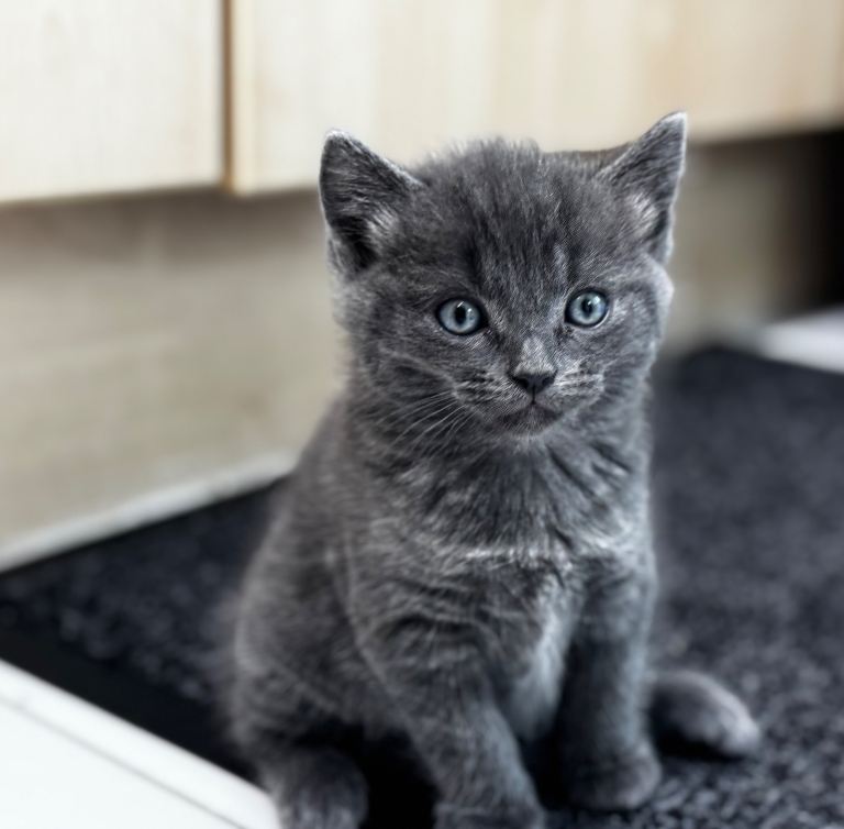 Exquisite Ragdoll / Turkish Angora Kitten – 8 Weeks Old | Blue-Eyed | Home-Raised