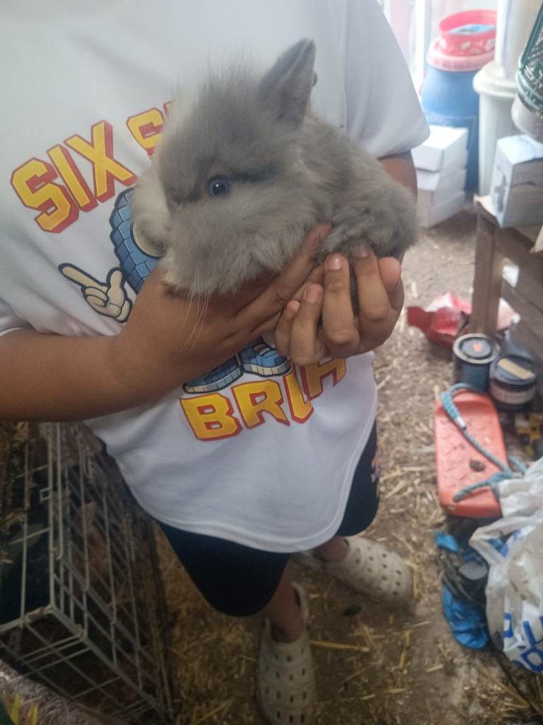 Lion head bouny for sale 