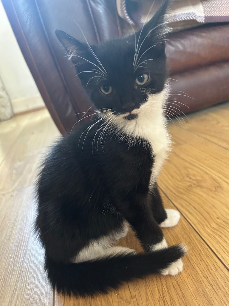  kittens Available 