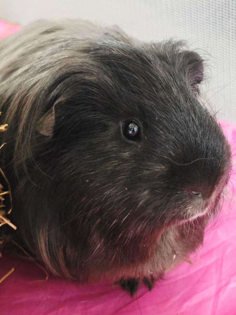 Guinee pig with cage ect