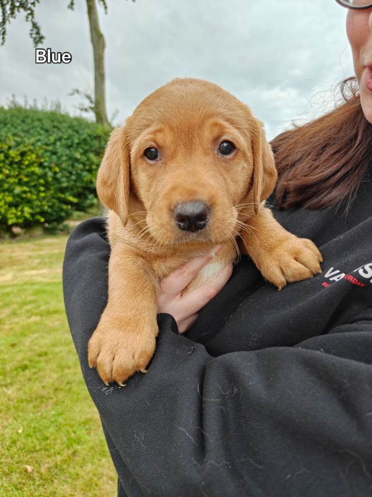 Labrador Puppies 