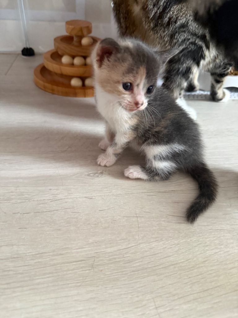 One Bengal X kitten left for sale 