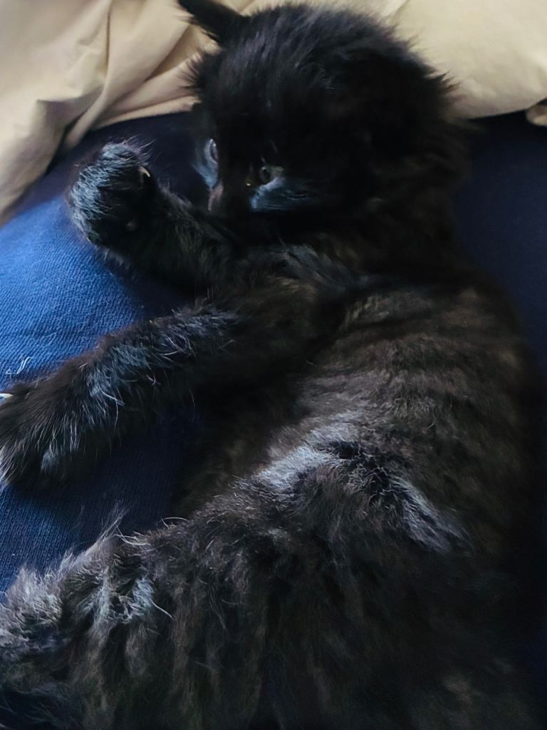 Beautiful kittens for sale 