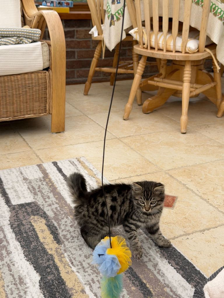 Long haired spot and stripe kitten for sale! 