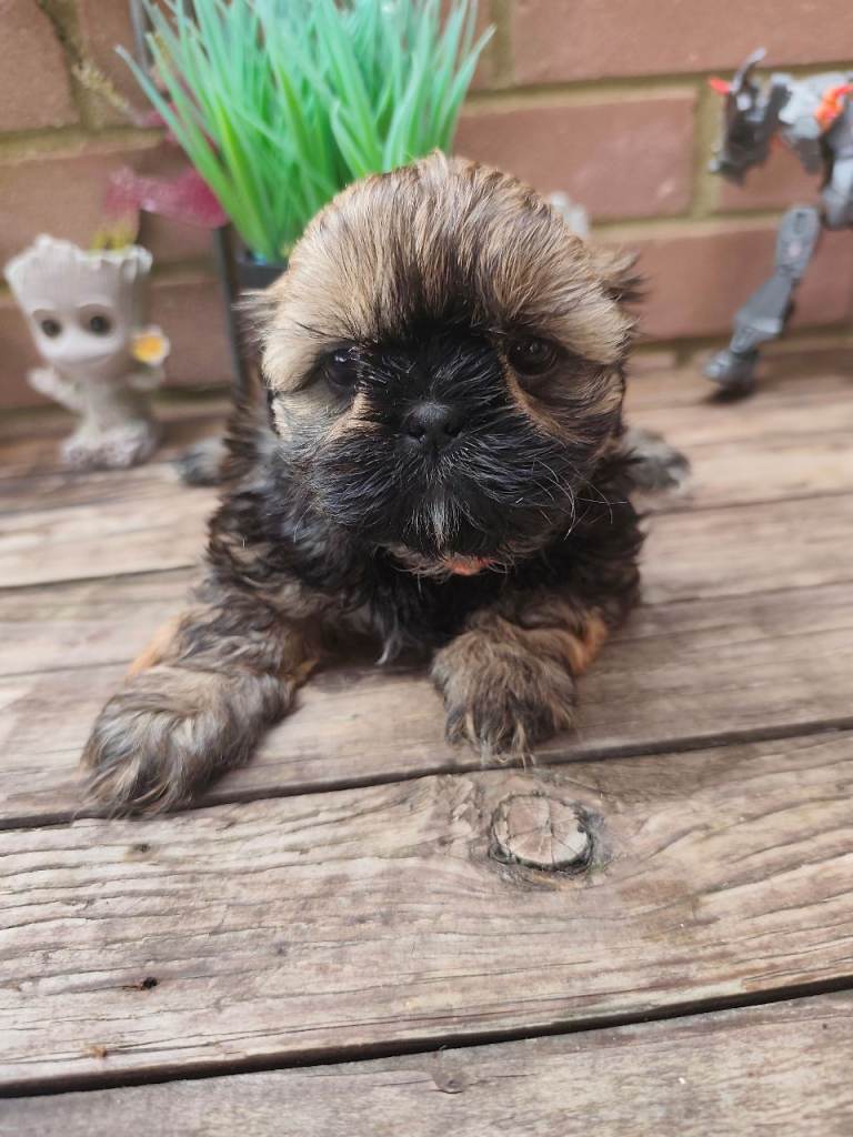 Shih Tzu puppies for sale 