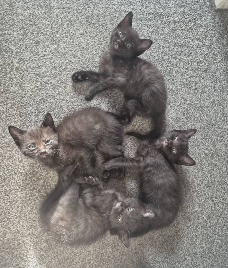 Beautiful Kittens (part Russian Blue)