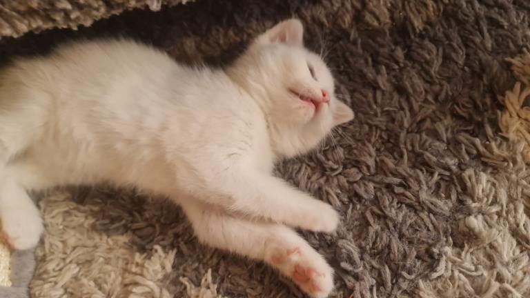 Kitten 