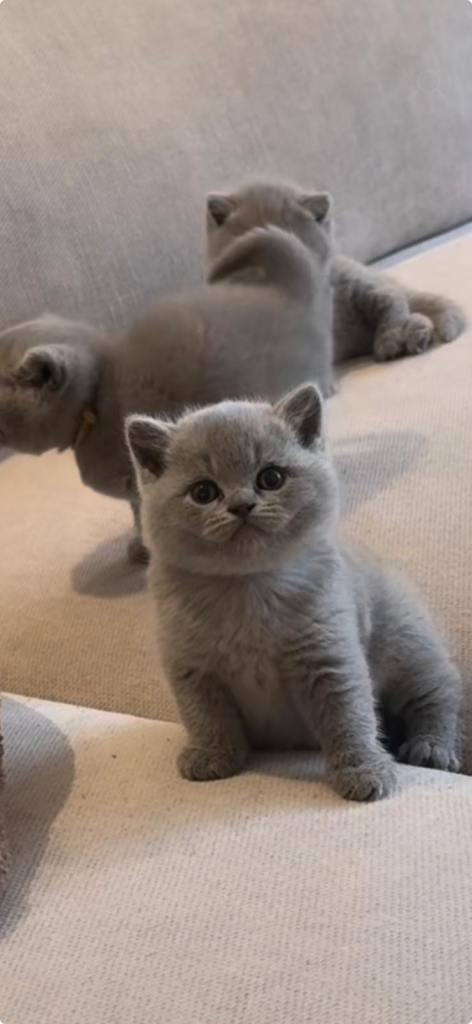 Gorgeous Little Kittens- Blue