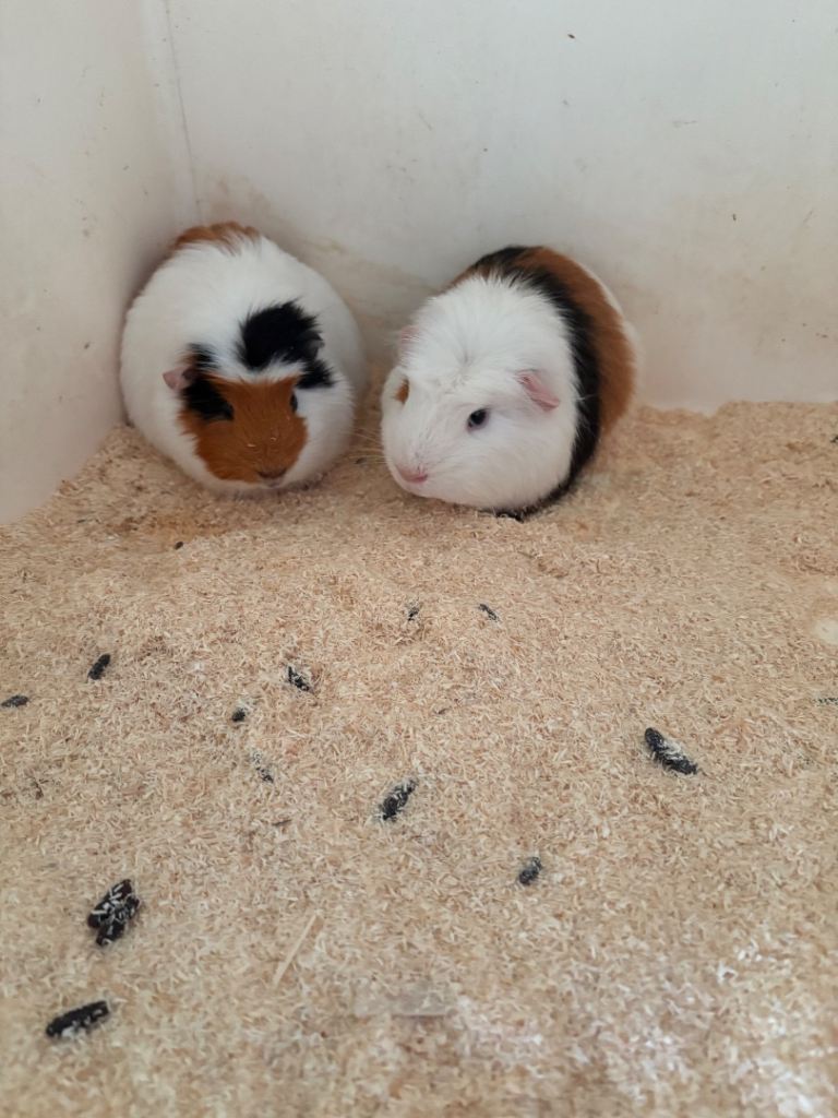 Guinea pigs