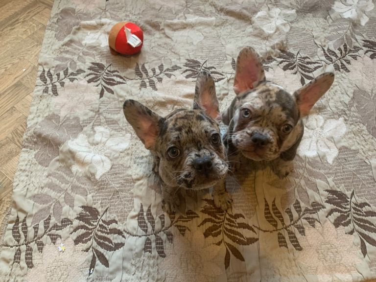 *** READY TO COLLECT***Stunning French Bulldog Puppies*REASONABLE PRICES*