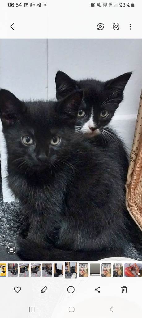 Kittens funny. 