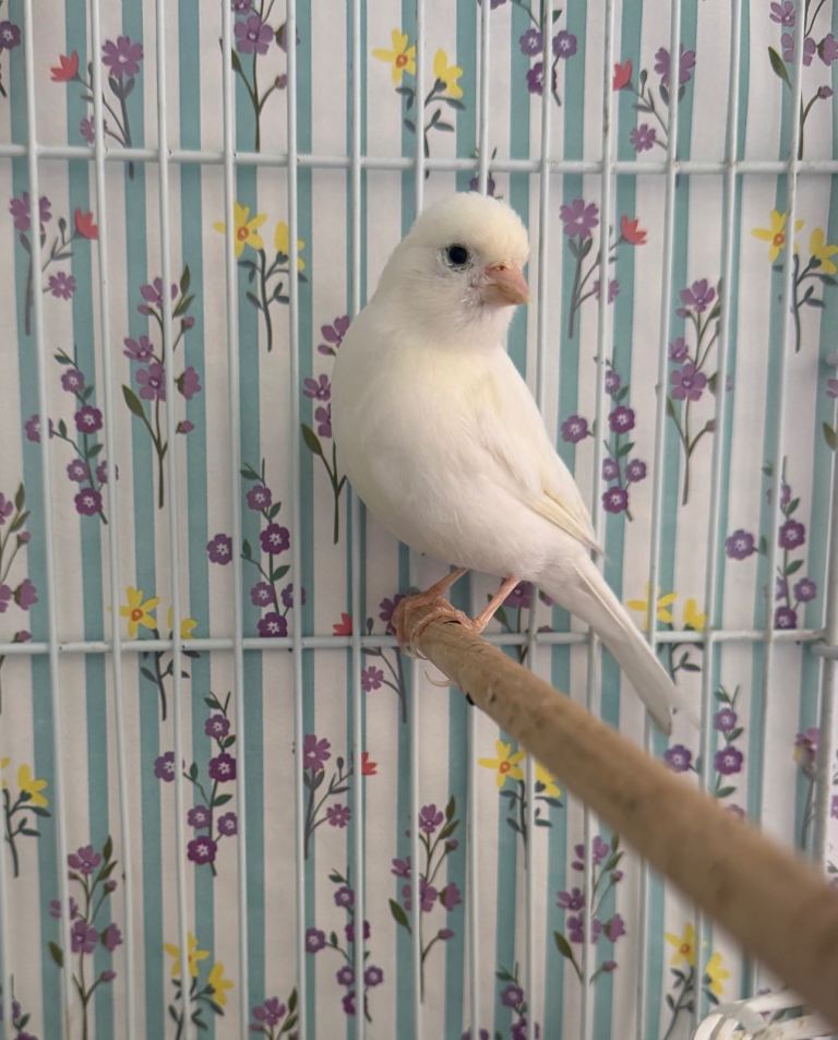 Canary 