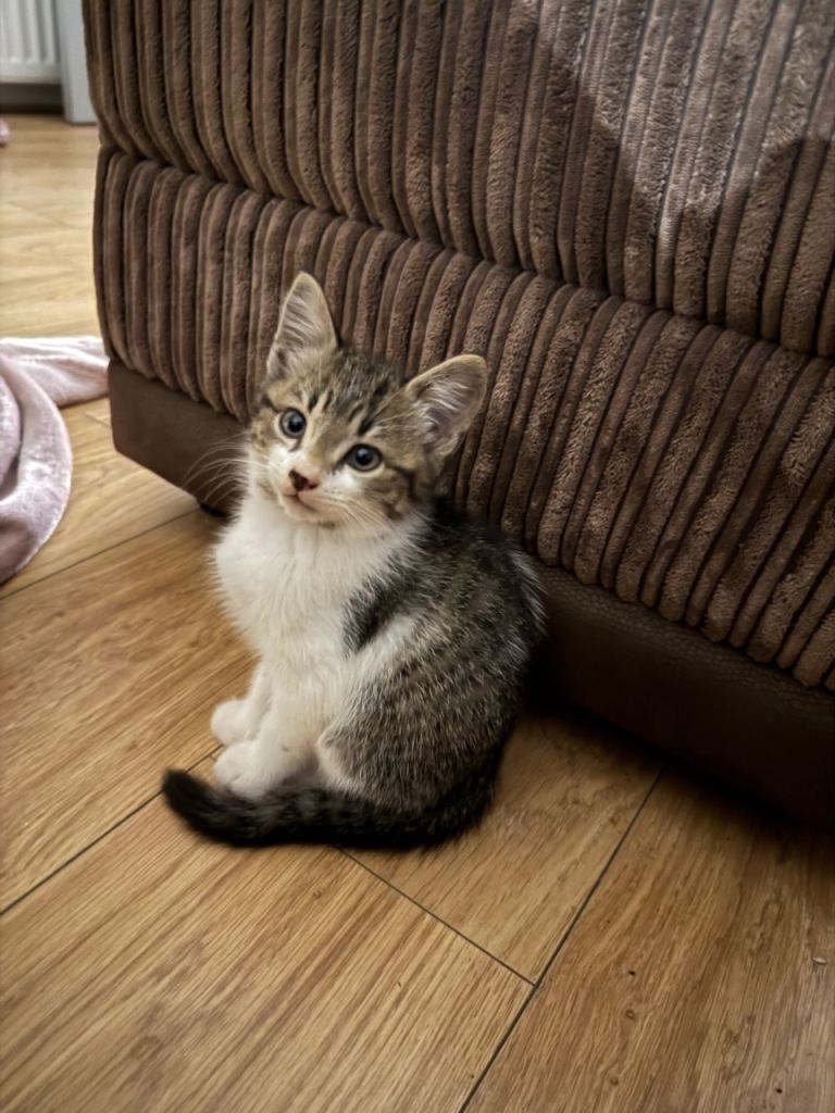 8 week old kitten