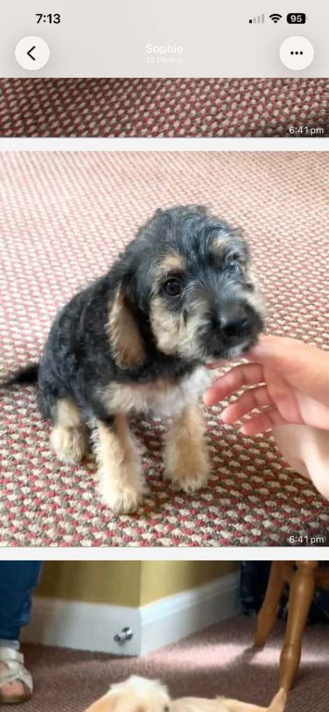 Jack/chi X toy poodle puppies