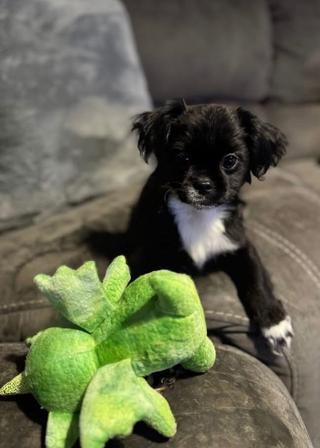 Male Shitzu x Pomeranian Puppy.