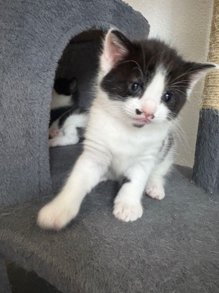 2 kittens mixed litter 