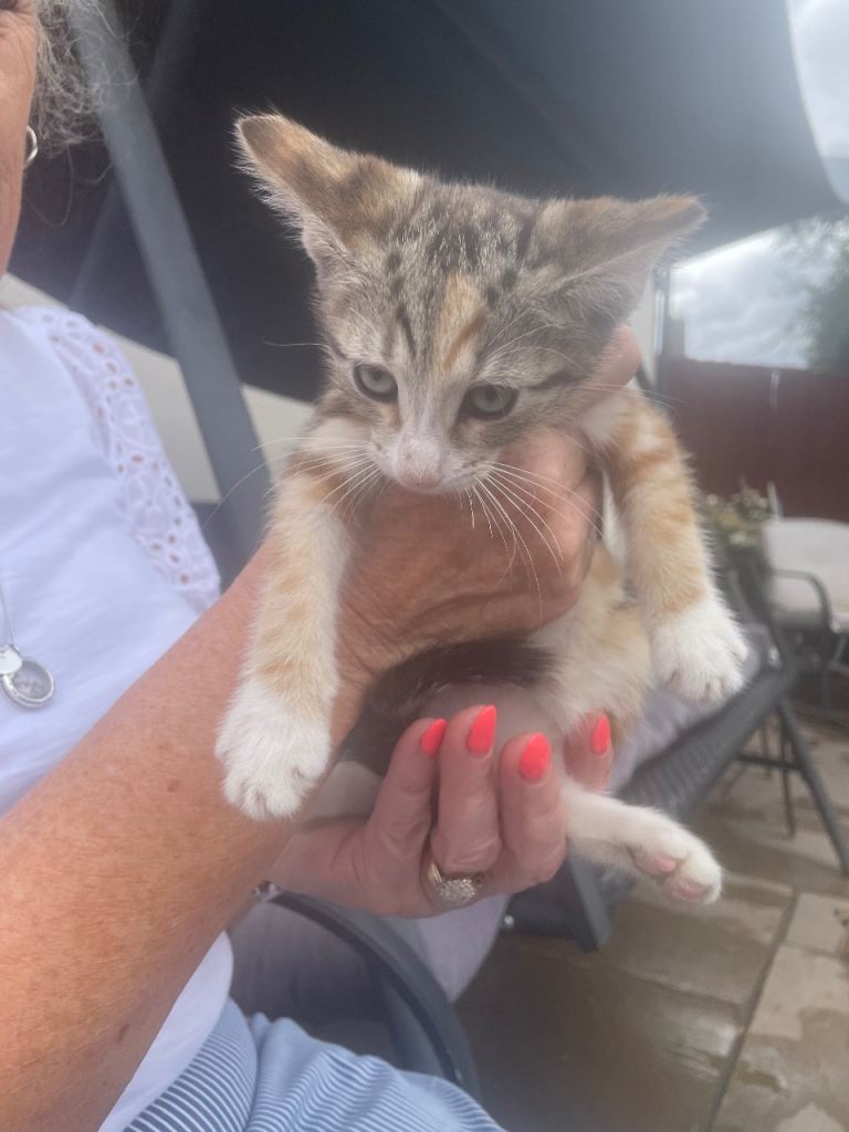 Kittens for sale