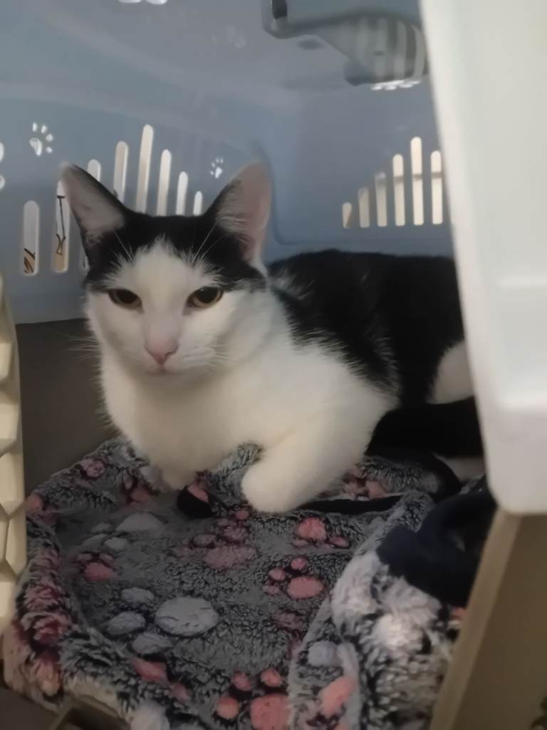 Bat cat and his Mum with all accessories 