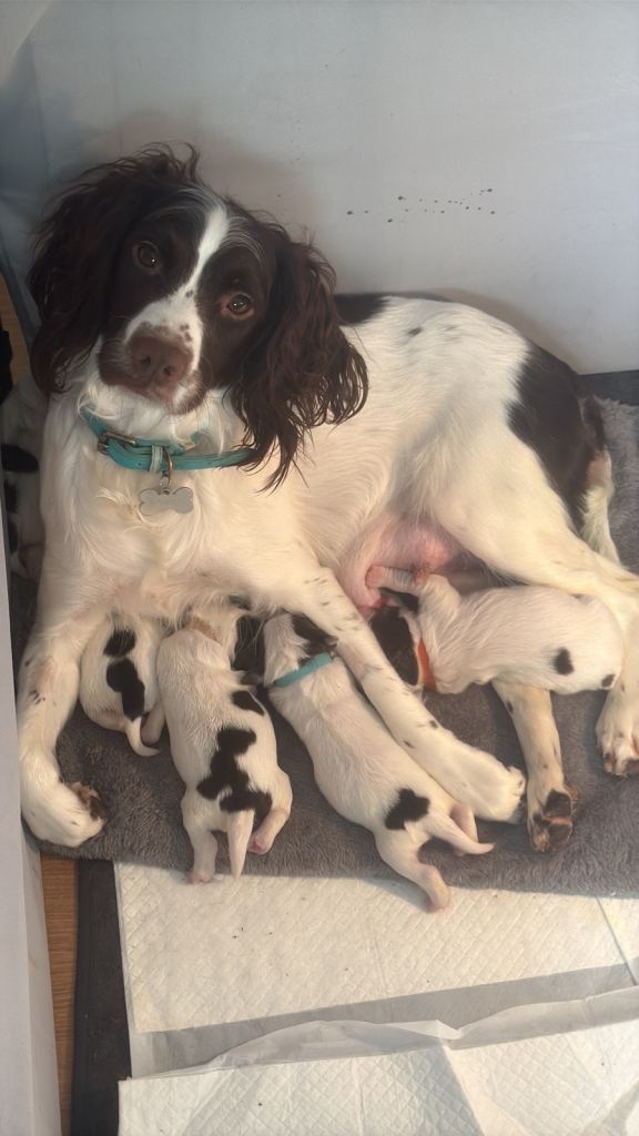 Puppies for sale 