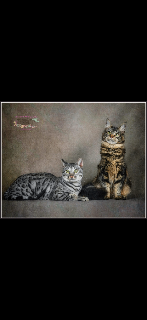 Maine Coon x Bengal Kittens