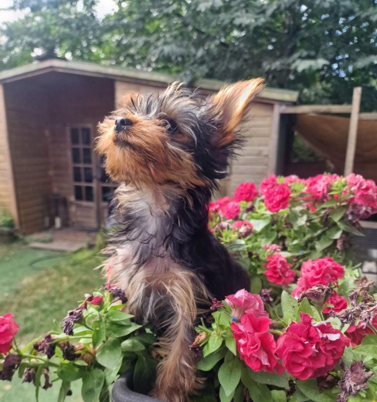 Tiny Miniature Yorkshire Terrier Puppy - Super Cuddly!