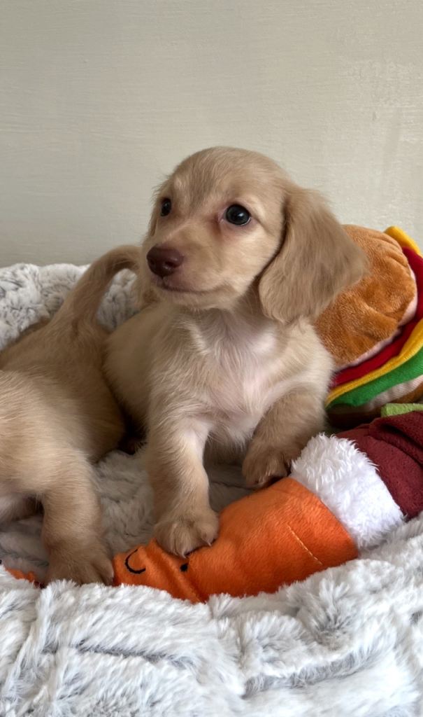 Cream KC Reg Mini long hair Dachshunds 