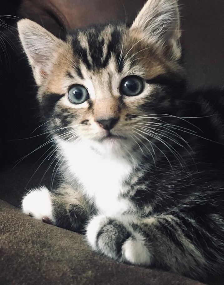 Kittens for sale