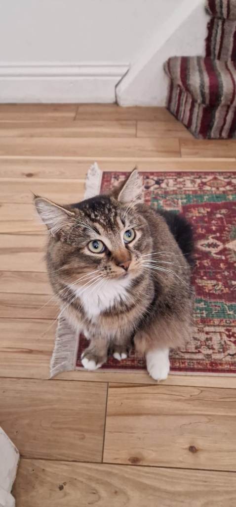 MALE CAT 14 MONTHS OLD