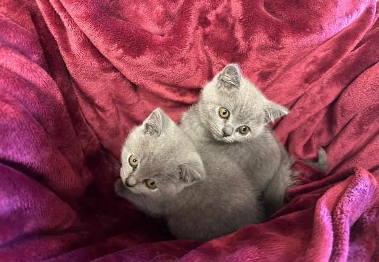 pedigree British shorthairs 2 boys and 2 girls Available 