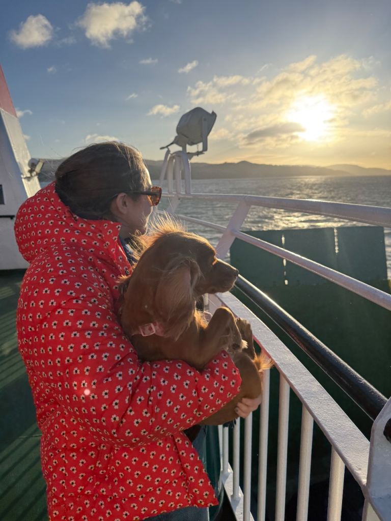 Ford, FOCUS, Hatchback, 2008, Manual, 1596 (cc), 5 doors