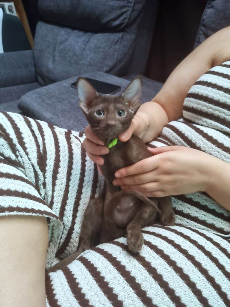 Stunning Chocolate Havana Brown Oriental Kitten