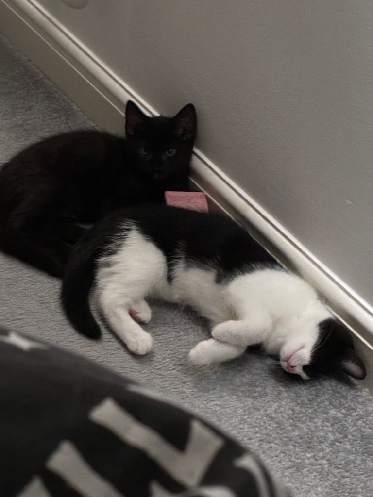 4 cats for sale