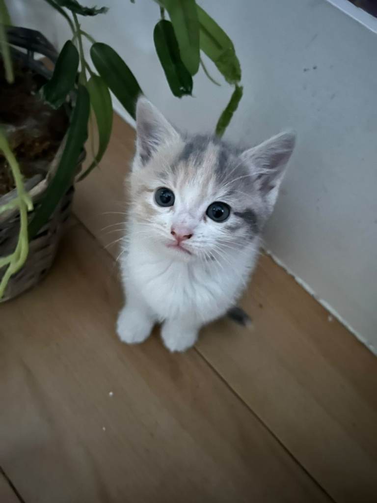Beautiful kittens for sale