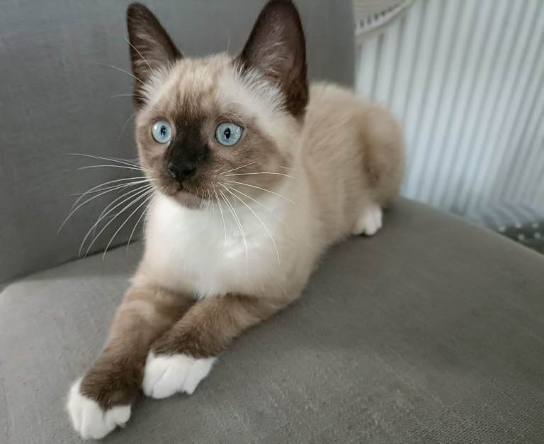 Ragdoll kitten