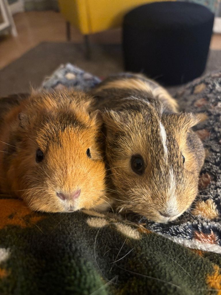 Beautiful Male Guinea Pigs Need New Home!!!! 