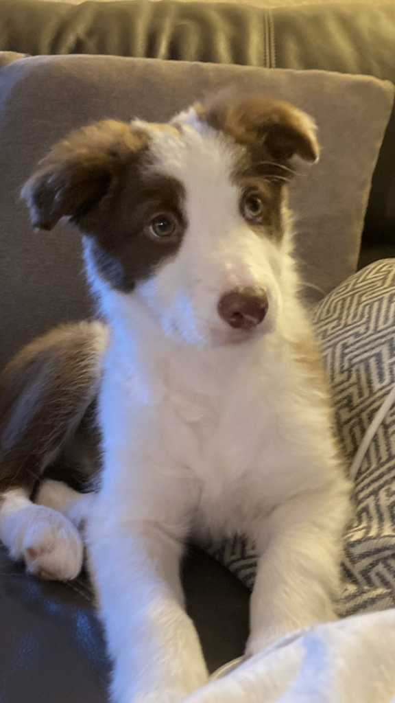 Sprollie puppies for sale! Ready to leave This Saturday! 