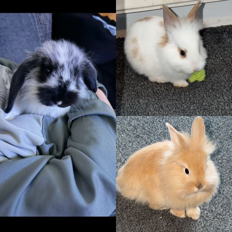 Rabbits for sale with double hutch included