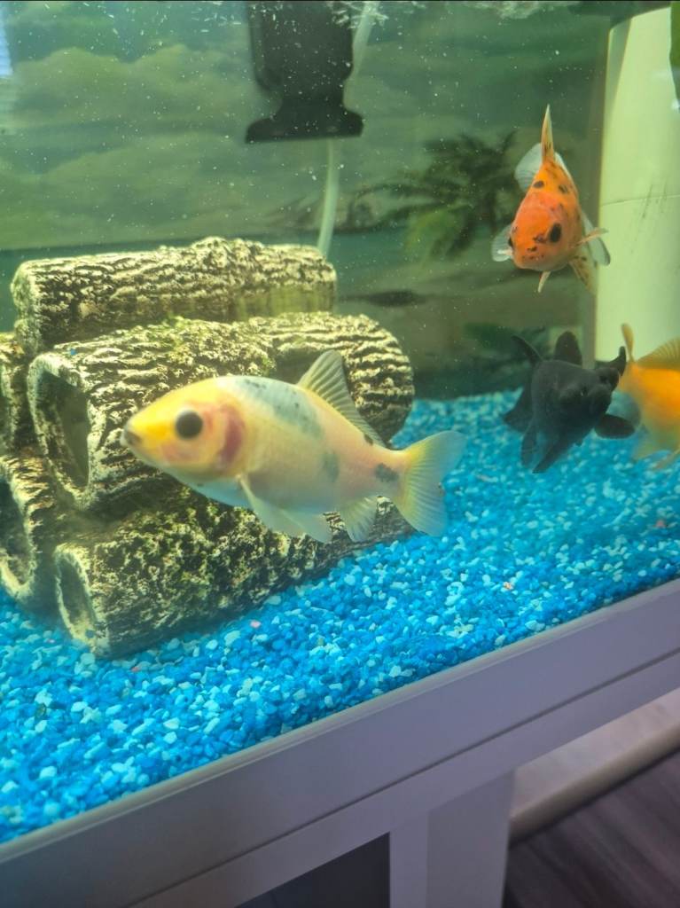 X5 different goldfish 