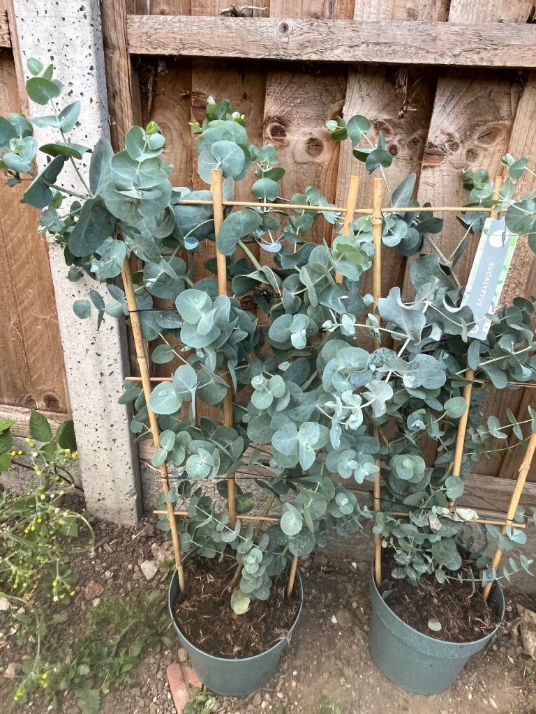 Eucalyptus plant