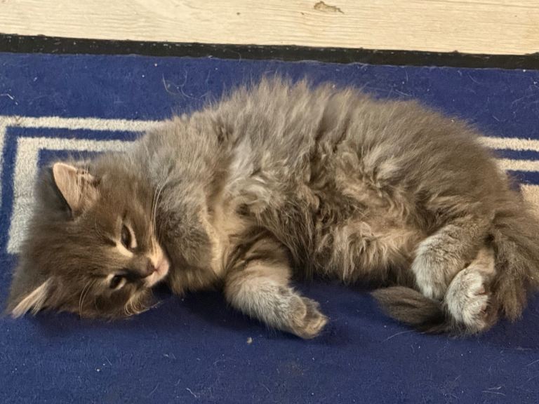Fluffy Kittens