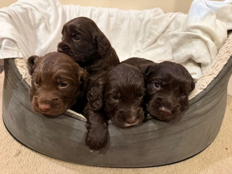 Beautiful cocker spaniel puppies 