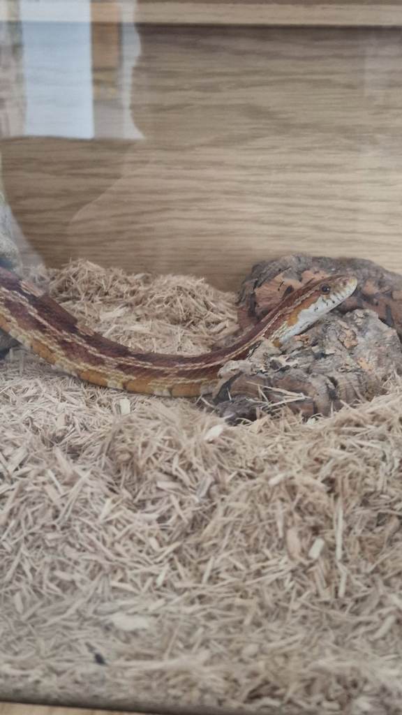 Rainbow corn snake 