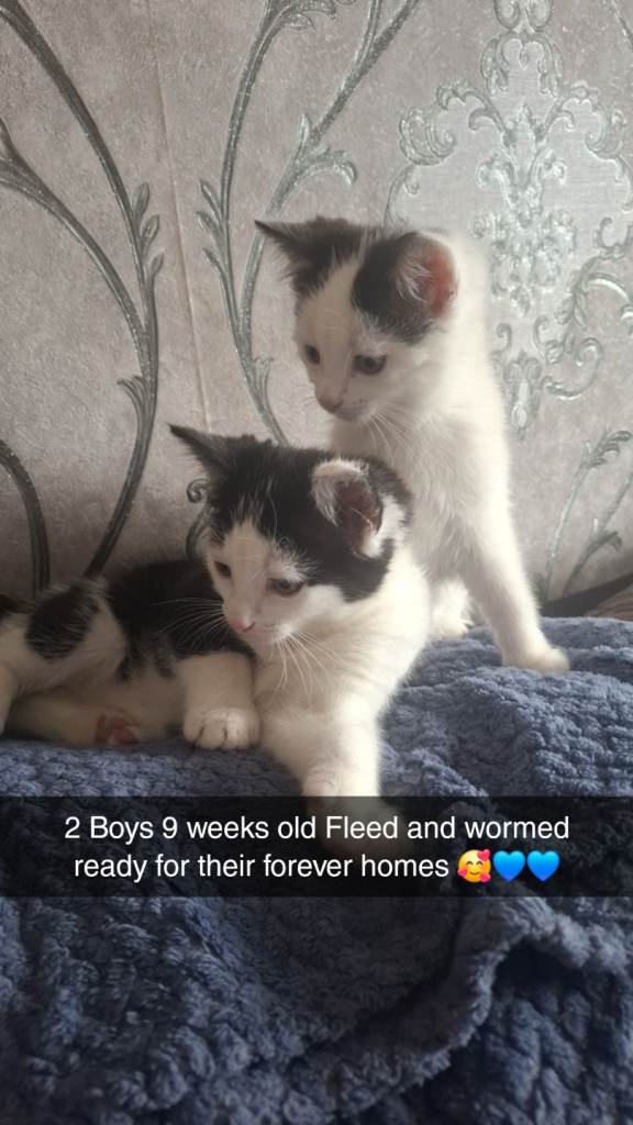 2 male kittens 