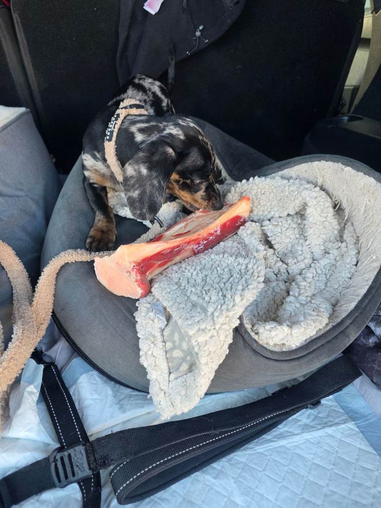 Minature Dachshund pup for sale 